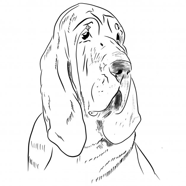 Bloodhound