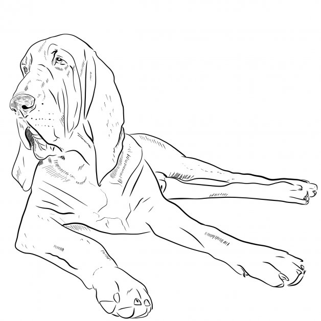 Bloodhound ležící