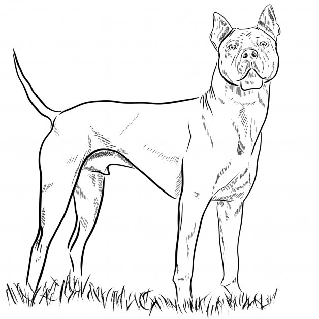 Thajský ridgeback