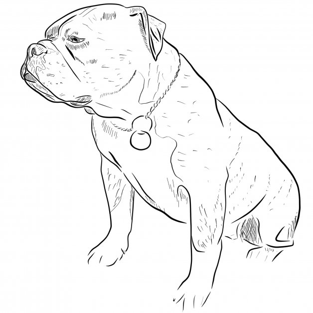 Continental bulldog