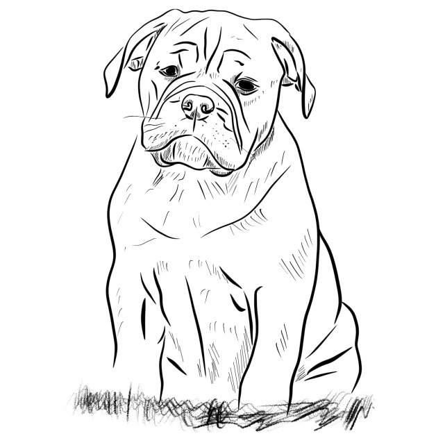 Continental bulldog