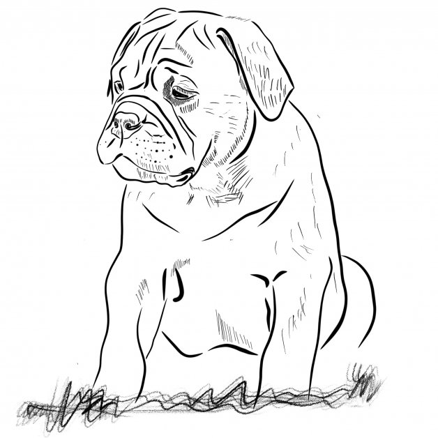 Continental bulldog