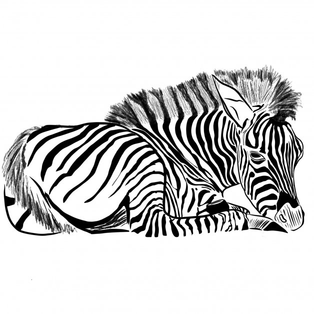 Zebra