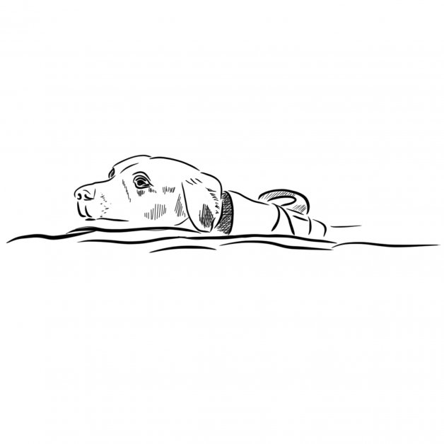 Plavajici labrador