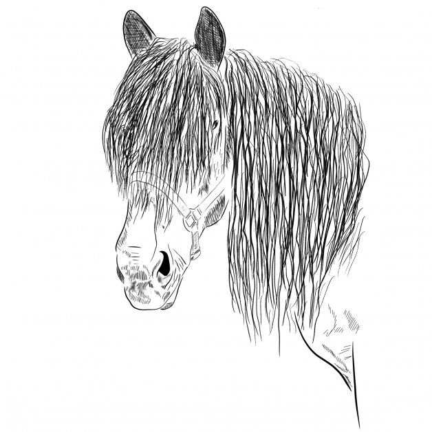 Kůň