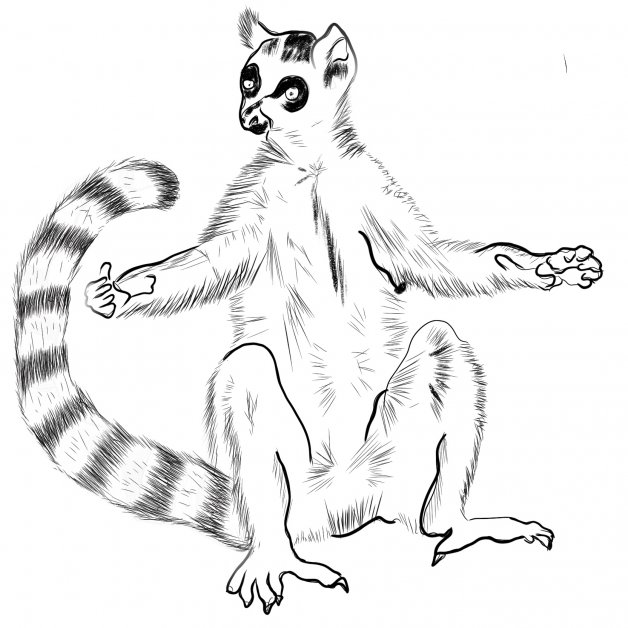 Lemur