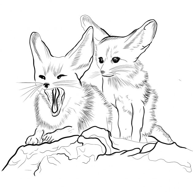 Fenek