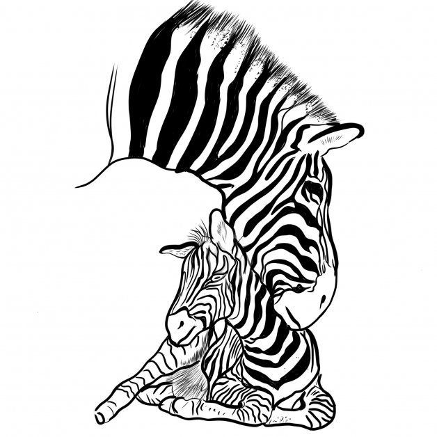 Zebra