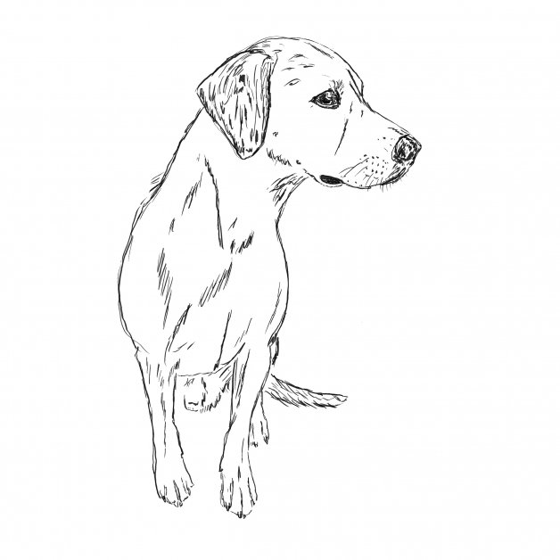 Labrador