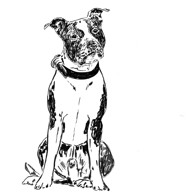 Sedící Americký stafordširský terier