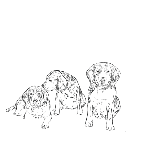 Štěňata Bígla