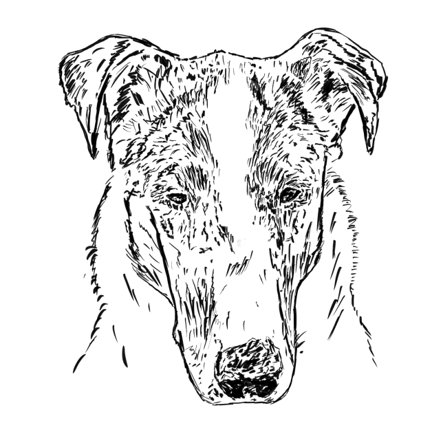 Kolie krátkosrstá - hlava