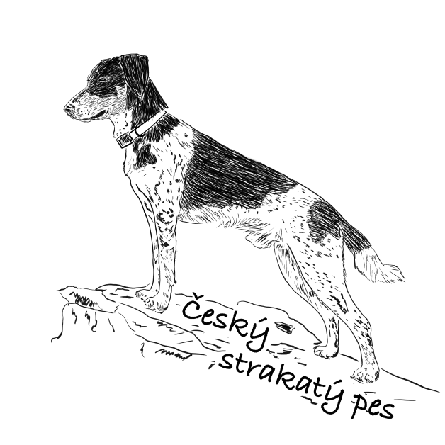 Český strakatý pes