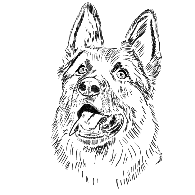 Německý ovčák - hlava
