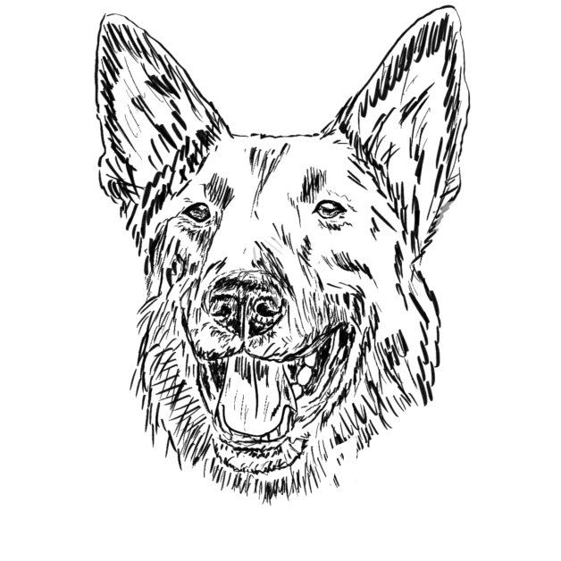 Německý ovčák - hlava1