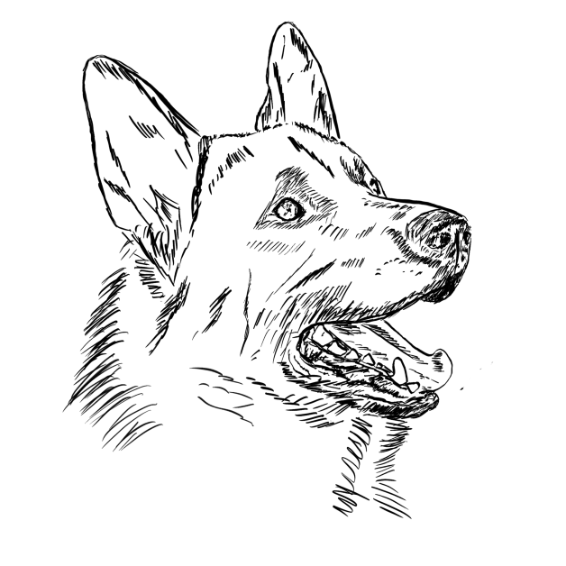 Německý ovčák - hlava2