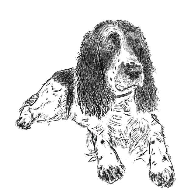 Springer Spaniel - ležící