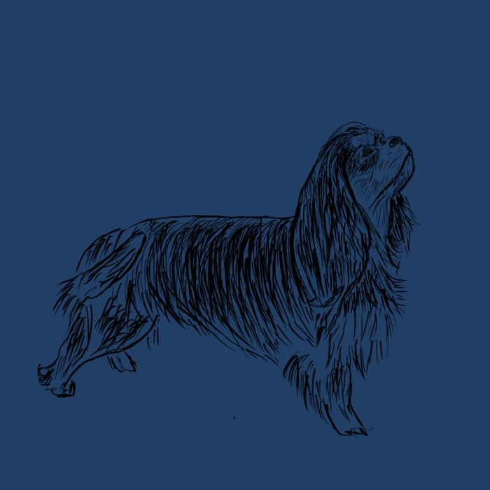 Kavalír king Charles španěl - půlnoční modrá