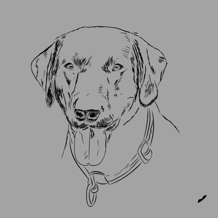 Labradorský retriever - tmavě šedý melír