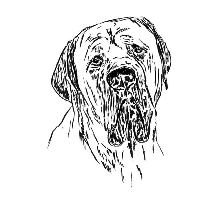 Cane corso - bílá
