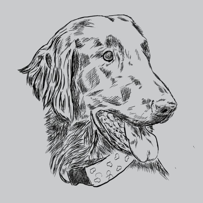 Flat coated retriever - světle šedý melír