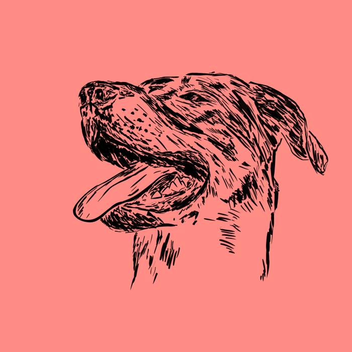 Bauceron - korálová