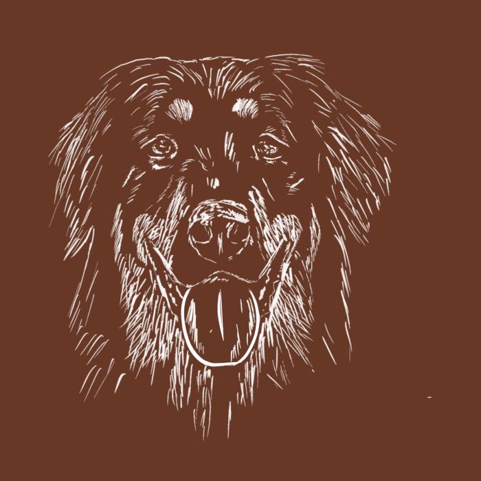 Hovawart - čokoládová