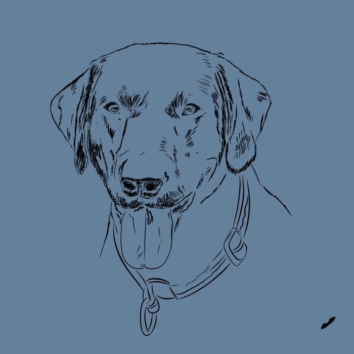 Labradorský retriever - denim