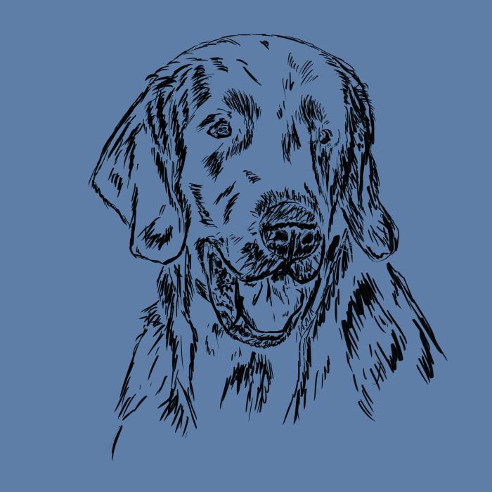 Flat coated retriever - nebesky modrá