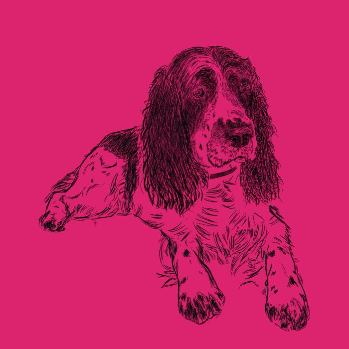 Springer Spaniel - malinová