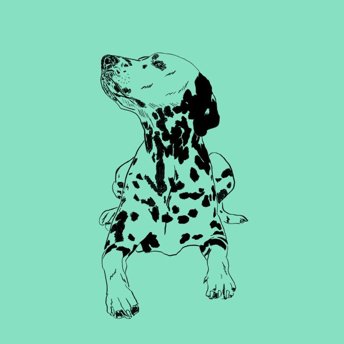 Dalmatin - mátová
