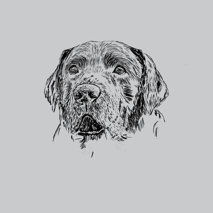 Labradorský retriever - světle šedý melír