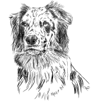 Australský ovčák