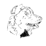 Border kolie