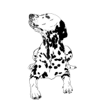 Dalmatin