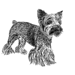 Jorkšírský teriér