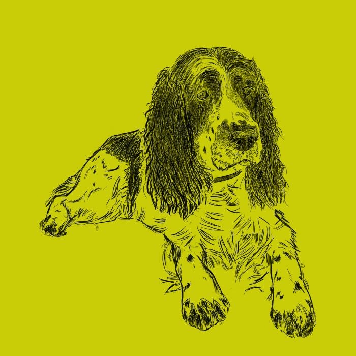 Springer Spaniel - limetková