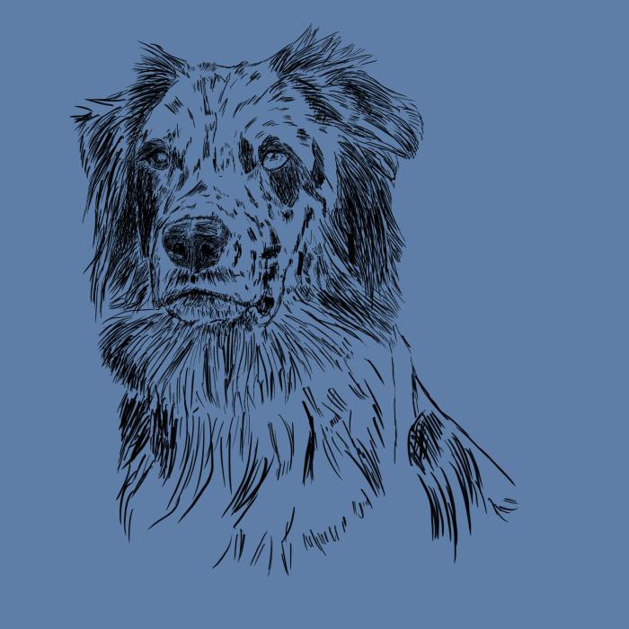 Australský ovčák - nebesky modrá