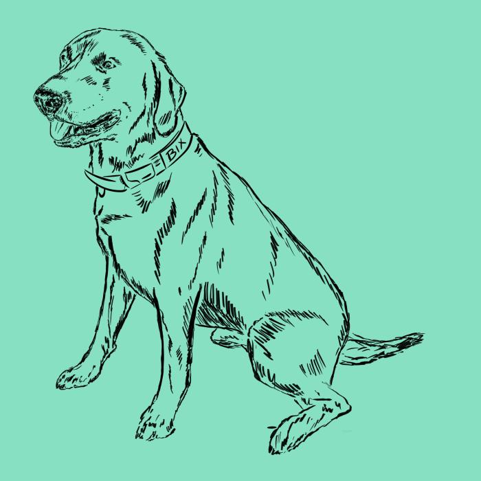 Labradorský retriever - mátová