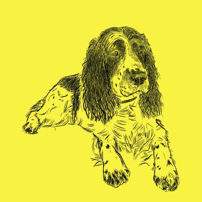 Springer Spaniel - citonová