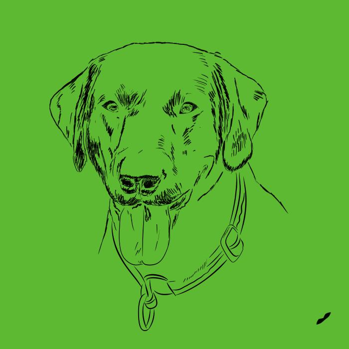 Labradorský retriever - apple green
