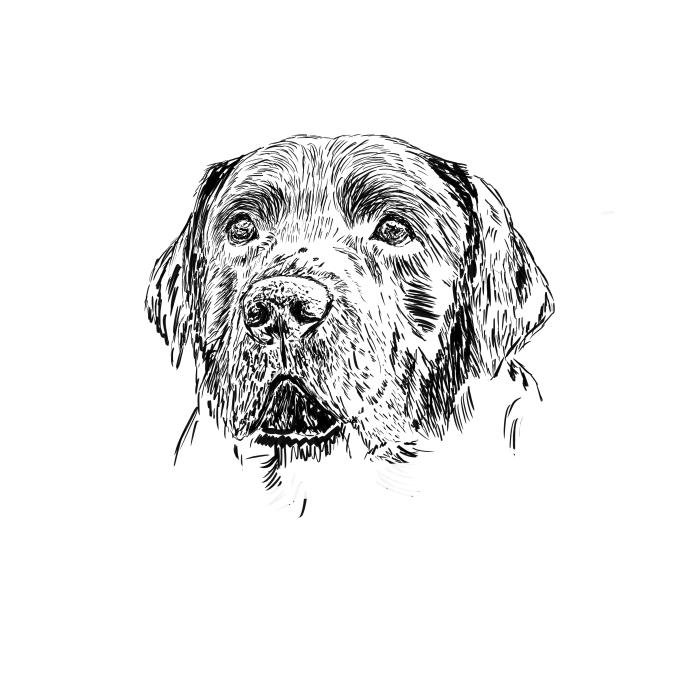 Labradorský retriever - bílá