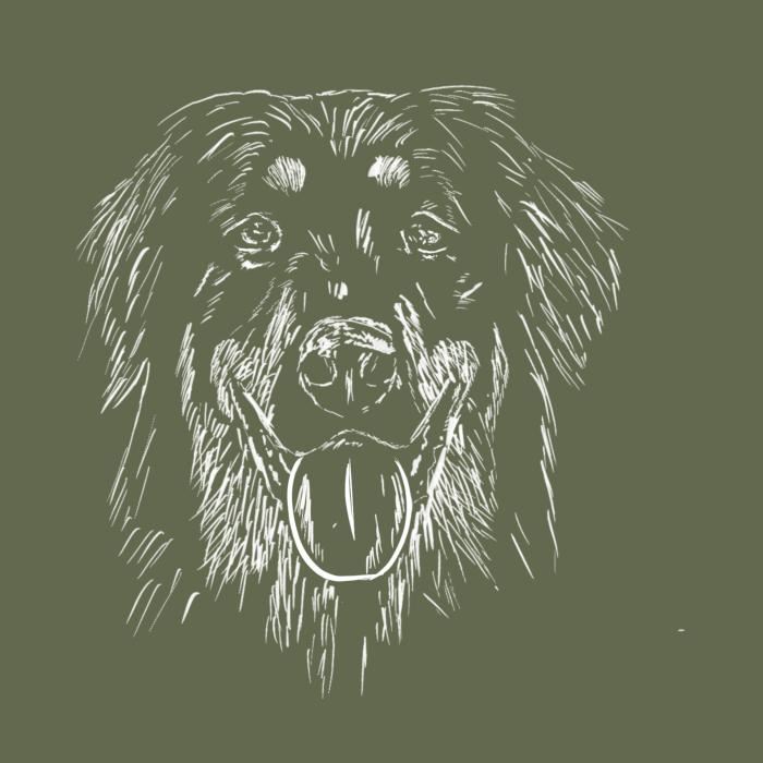 Hovawart - khaki
