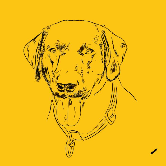 Labradorský retriever - žlutá