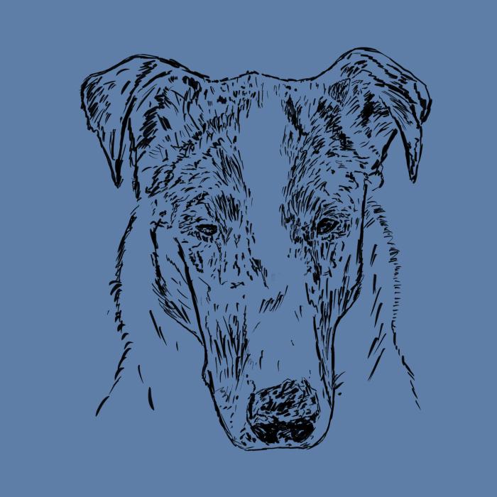 Kolie krátkosrstá - nebesky modrá
