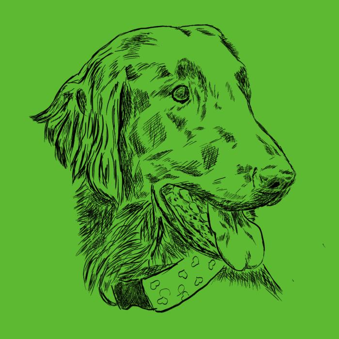 Flat coated retriever - apple green