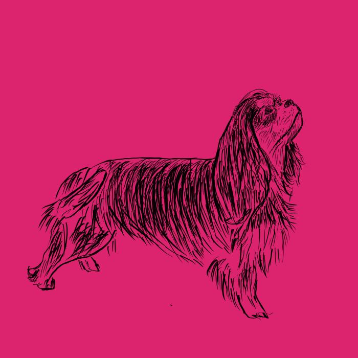 Kavalír king Charles španěl - malinová