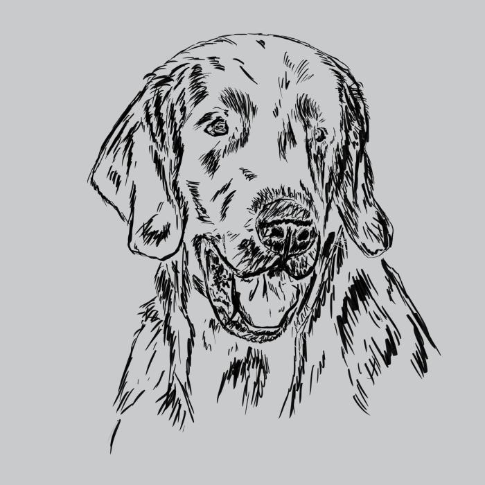 Flat coated retriever - světle šedý melír