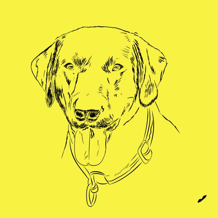 Labradorský retriever - citonová