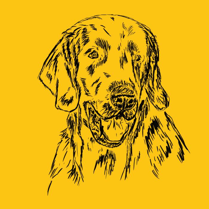 Flat coated retriever - žlutá
